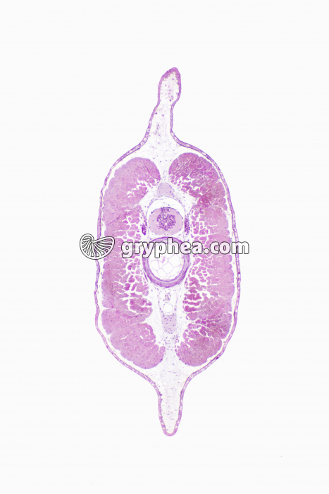 Tétard partie caudale CT x10 - gryphea.com